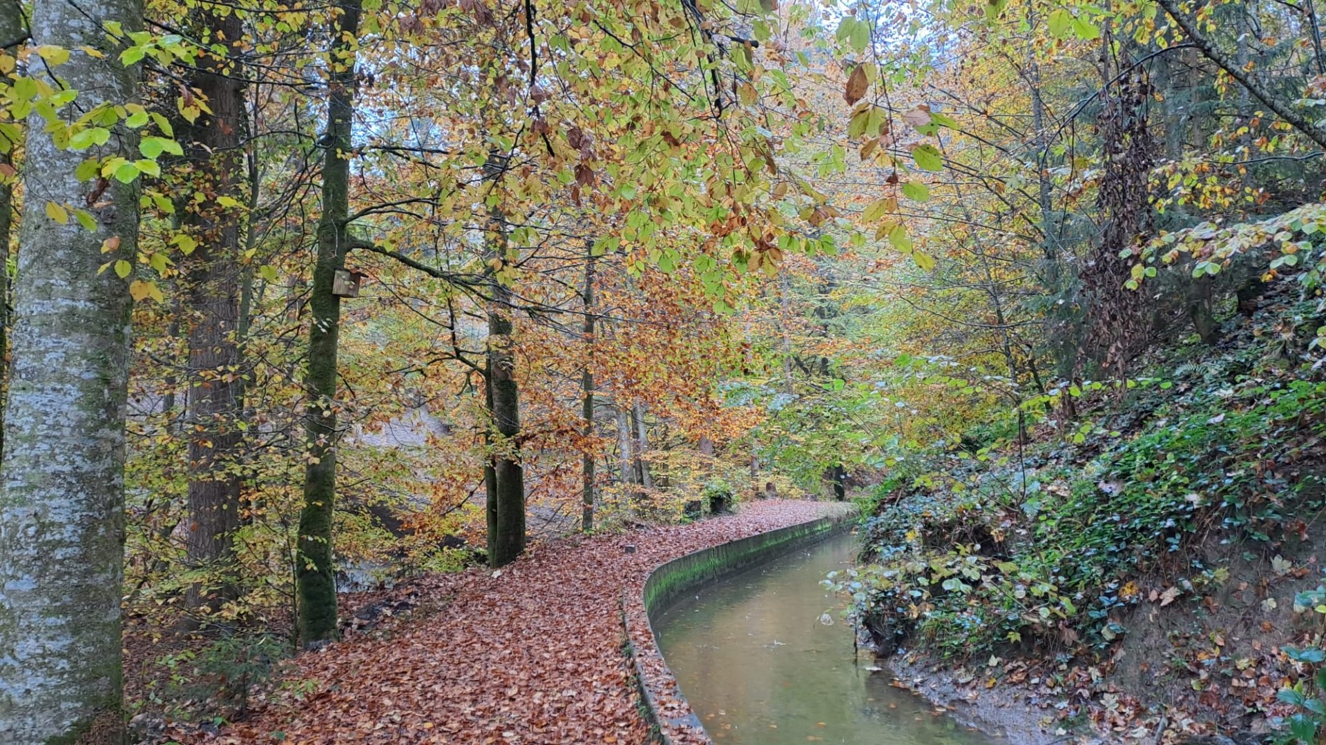 Durch farbiges Laub und das Wissbachtobel