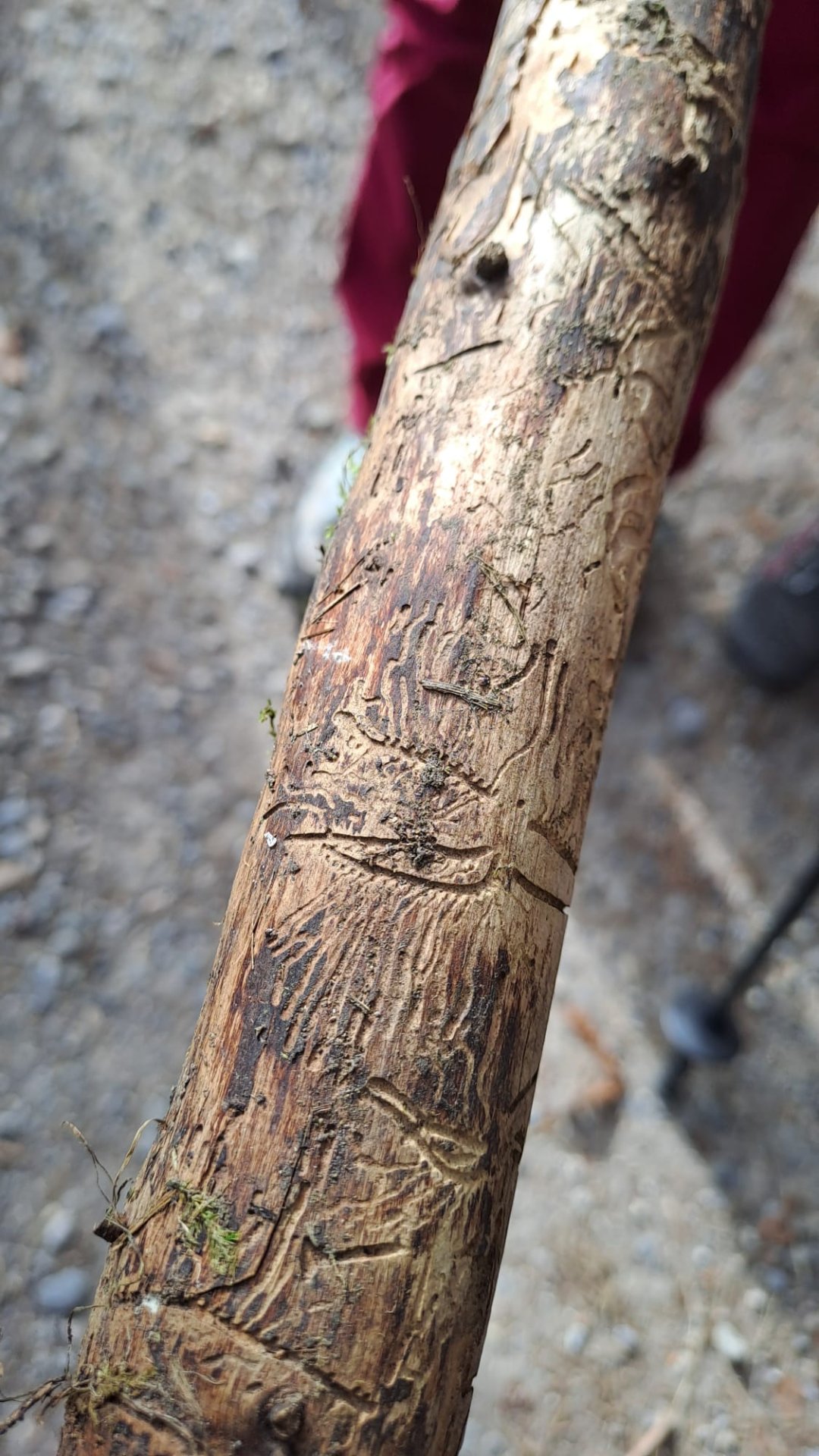 Elgg Bichelsee (18).jpeg